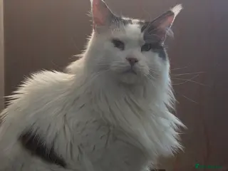 Maine Coon cats mother and daughter maine coons - Advert 16