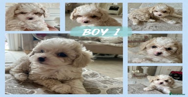 Poochon dogs - Advert 16
