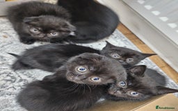 Mixed Breed cats for sale: Mixed short hair £30 - Advert 3