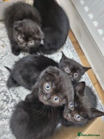 Mixed Breed cats Mixed short hair £30 - Advert 8