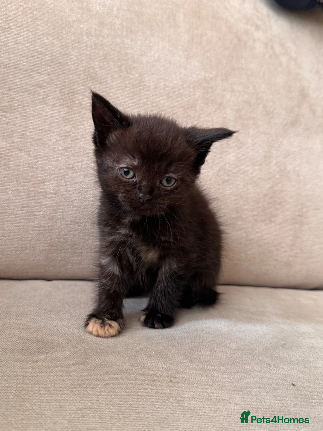 British Shorthair cats for sale: ✨ beautiful BRITISH SHORT HAIR kittens ✨ - Advert 8