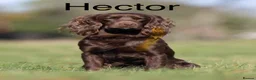 Cocker Spaniel dogs for sale: EXCEPTIONAL WORKING COCKER SPANIEL PUPPIES - Advert 9