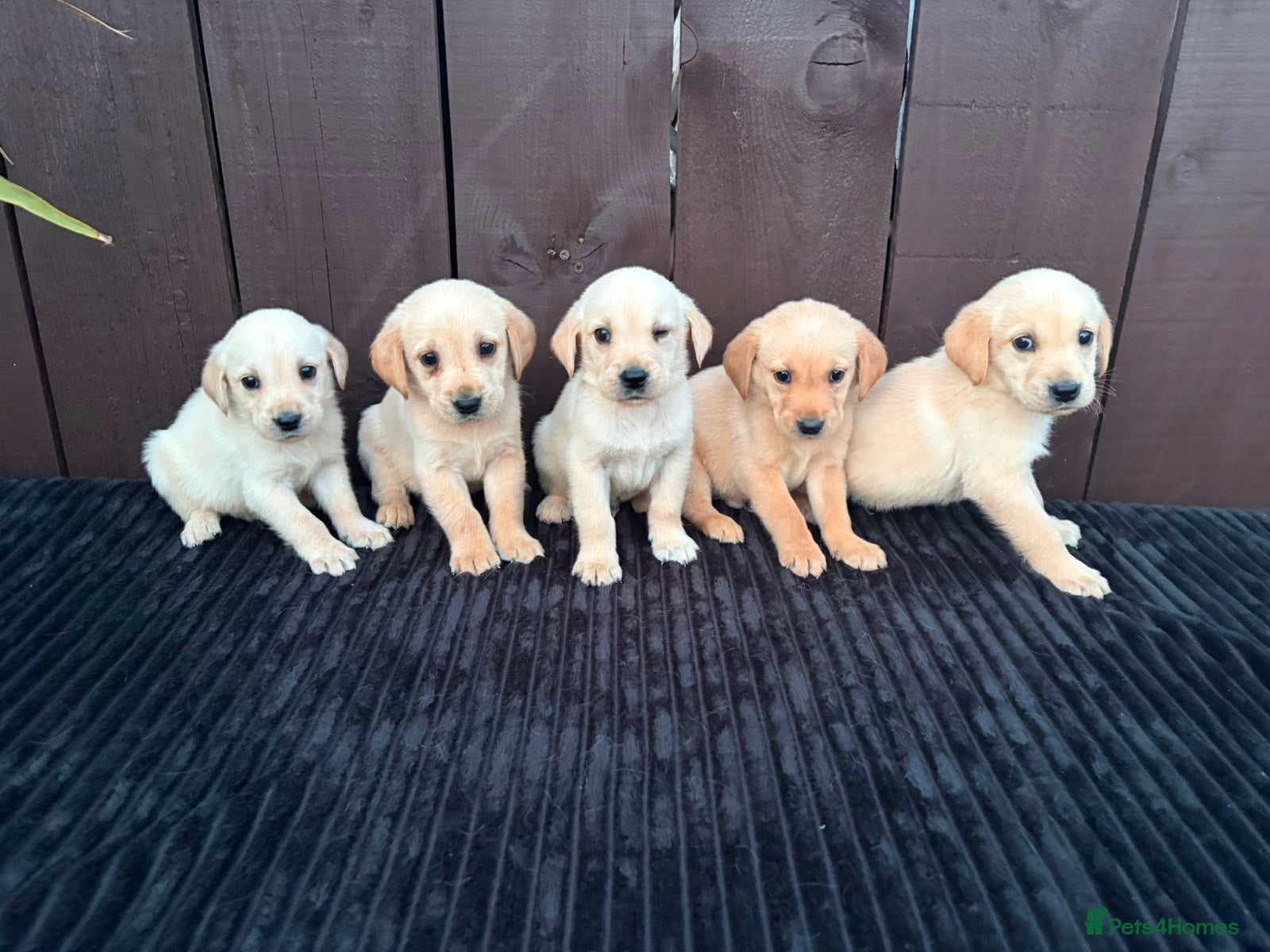 Goldador dogs Goldador puppies 9 available  - Advert 1
