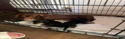 Miniature Dachshund dogs for sale: 2 Black and Tan miniature dachshunds 🐶 - Advert 4