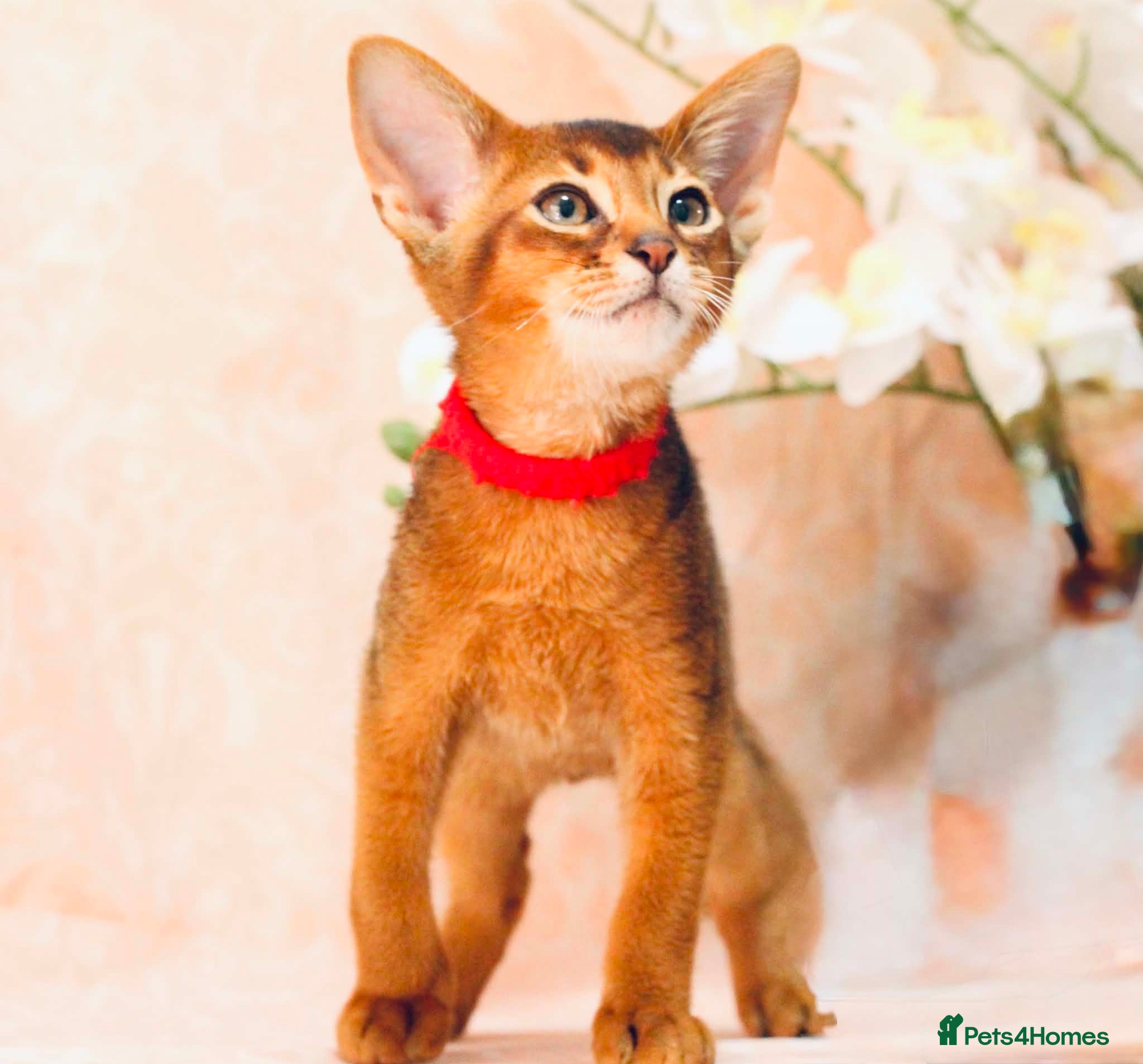 Abyssinian cats Pure breed Abyssinian kitten’s GCCF registered  - Advert 2
