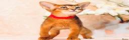 Abyssinian cats for sale: LAST 2 BOYS 💙😻Abyssinian kittens  - Advert 4