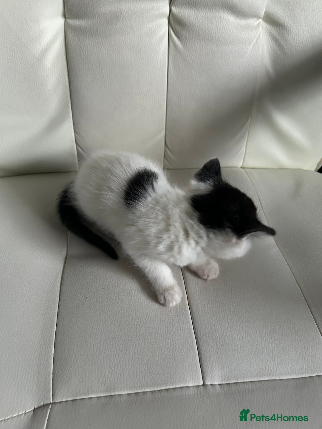 Ragdoll cats for sale: Ragdoll x Tabby Gorgeous Rare Coat Kittens - Advert 15