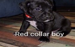 Mixed Breed dogs for sale: French bulldog x German short haired puppies - Image 6