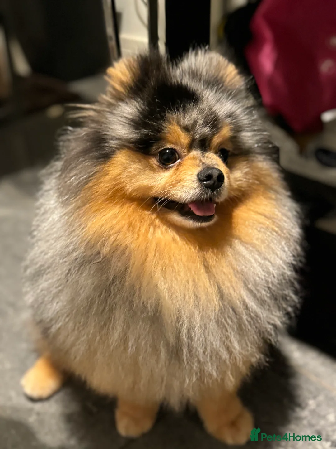 Pomeranian dogs for stud: Pomeranian for stud  in Nottingham - Advert 7