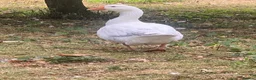 Geese poultry for sale: Gander needs a mate! - Advert 2
