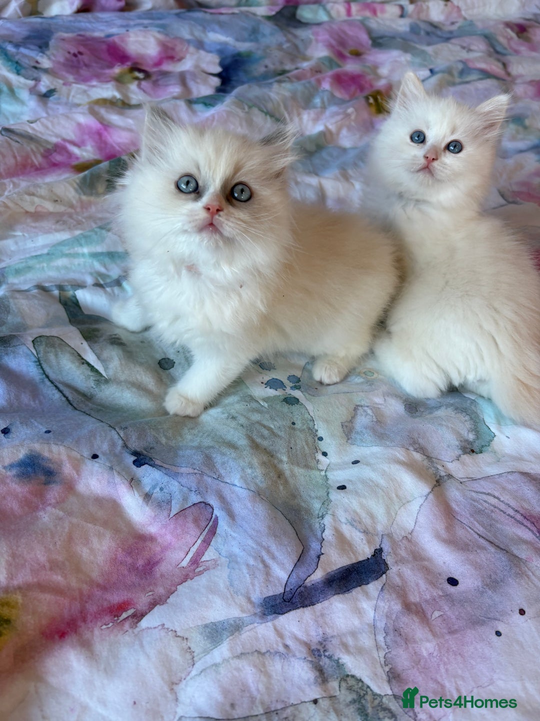 Ragdoll cats for sale: Kittens from Extensively Health Tested Parents - Advert 9