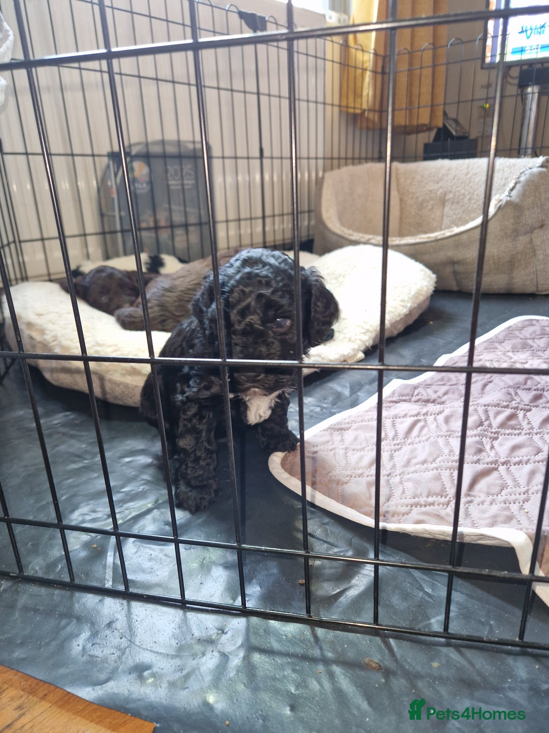 Mixed Breed dogs for sale: 4 Beautful Sproodle cross Cockapoo  - Advert 6