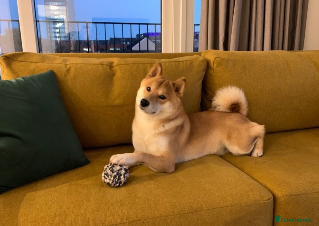 Japanese Shiba Inu dogs for stud: KC Registered Shiba Inu Stud Dog in Newcastle upon Tyne - Image 18