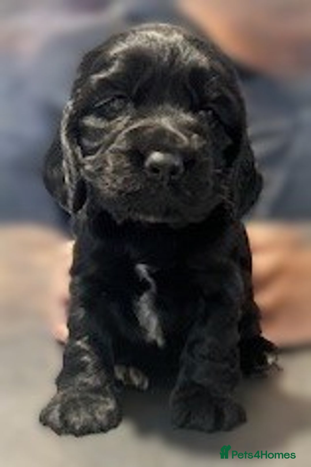 Cocker Spaniel dogs for sale: Show Type KC Cocker Spaniels, 5 star Breeder - Image 3