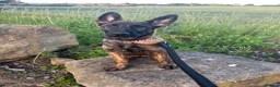 Mixed Breed dogs for sale: Dutch herder x German shepherd  - Advert 5