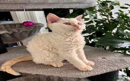 Selkirk Rex cats for sale: Gorgeous Selkirk Rex kittens - Image 28