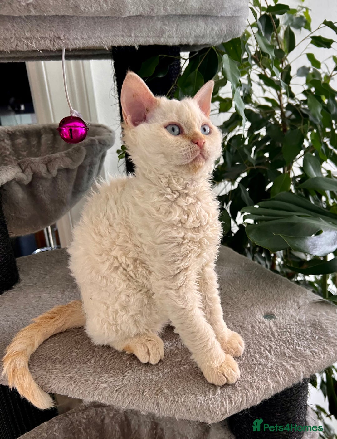 Selkirk Rex cats for sale: Gorgeous Selkirk Rex kittens - Image 28