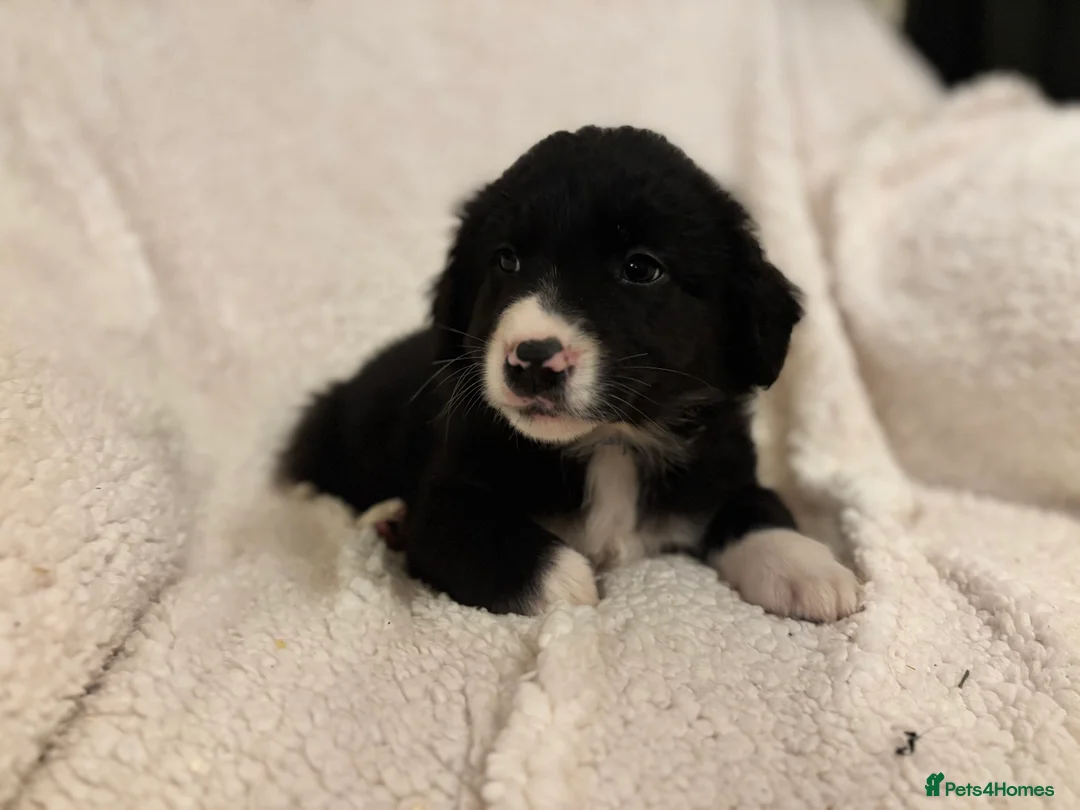 Borador dogs for sale: Beautiful Borador puppies for sale  - Advert 10
