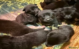 German Shepherd dogs for sale: KC Reg Working Line GSD pups. - Image 15