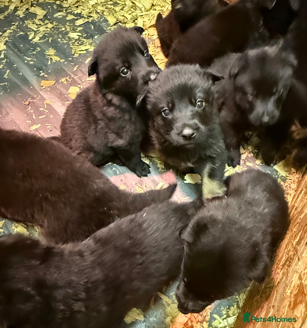German Shepherd dogs for sale: KC Reg Working Line GSD pups. - Image 15