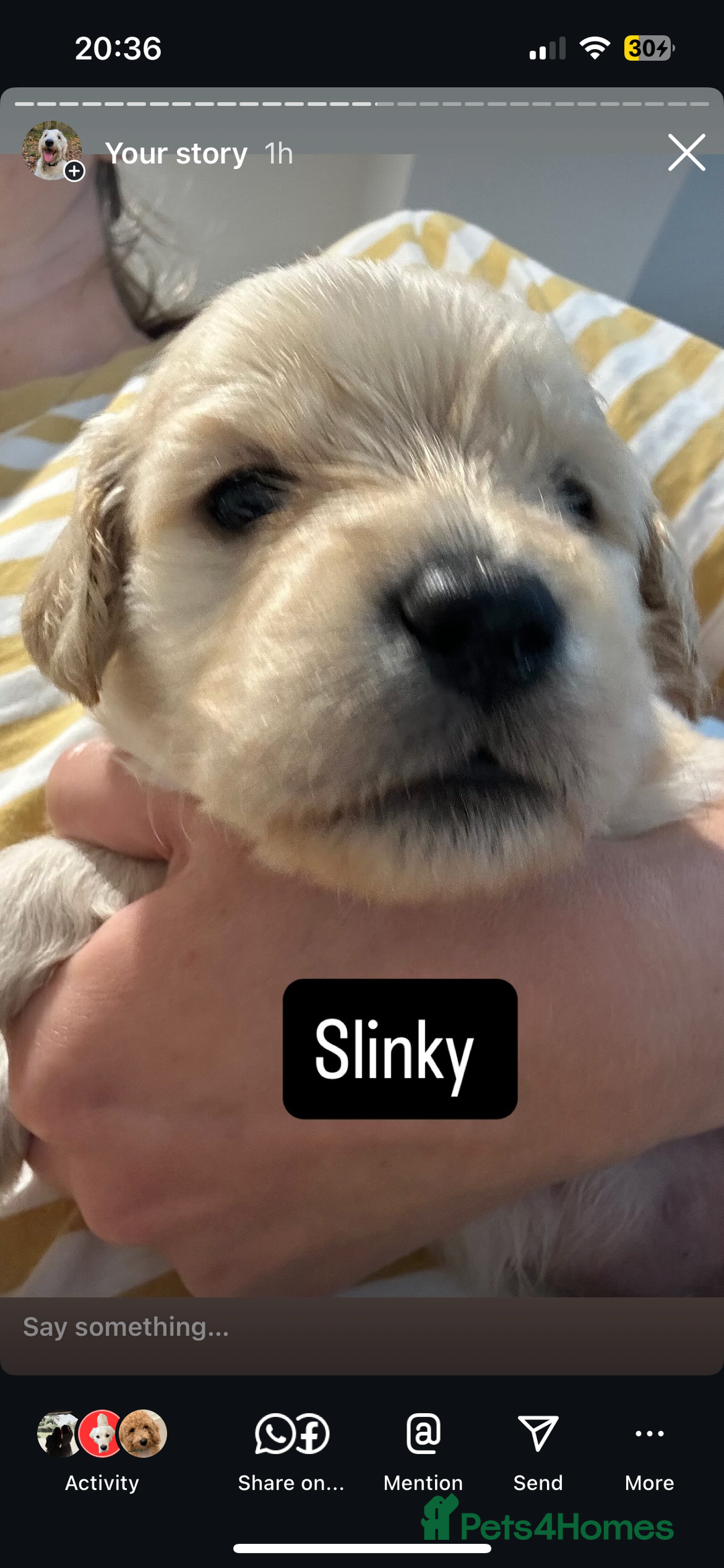 Double Doodle dogs for sale: Double doodles born 24/07/25 1 boy & 4 girls left - Image 18