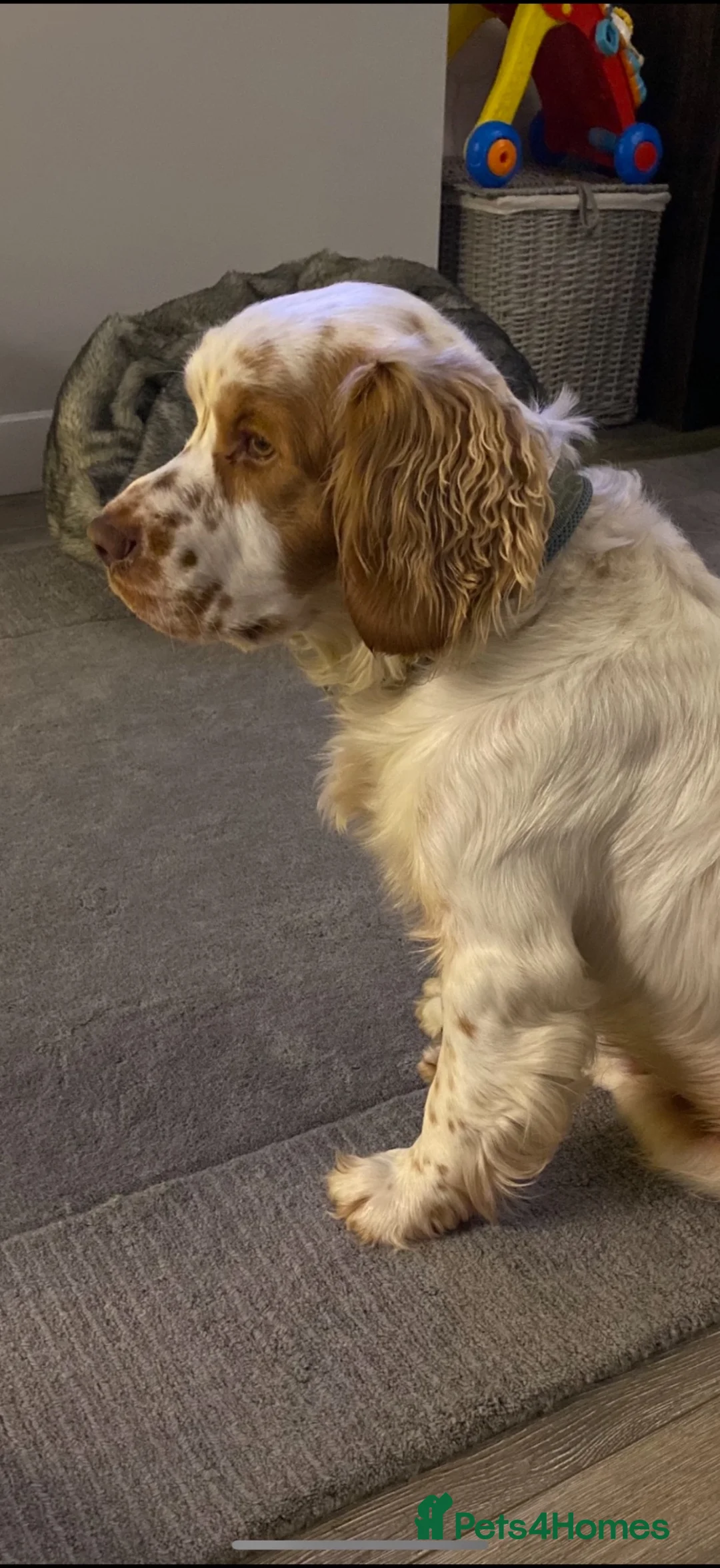 Clumber Spaniel dogs for stud: Kc reg Clumber spaniel for stud  - Advert 2