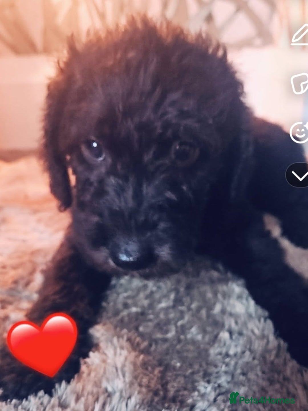 Bedlington Terrier dogs for sale: Bedlington whippet  - Advert 5