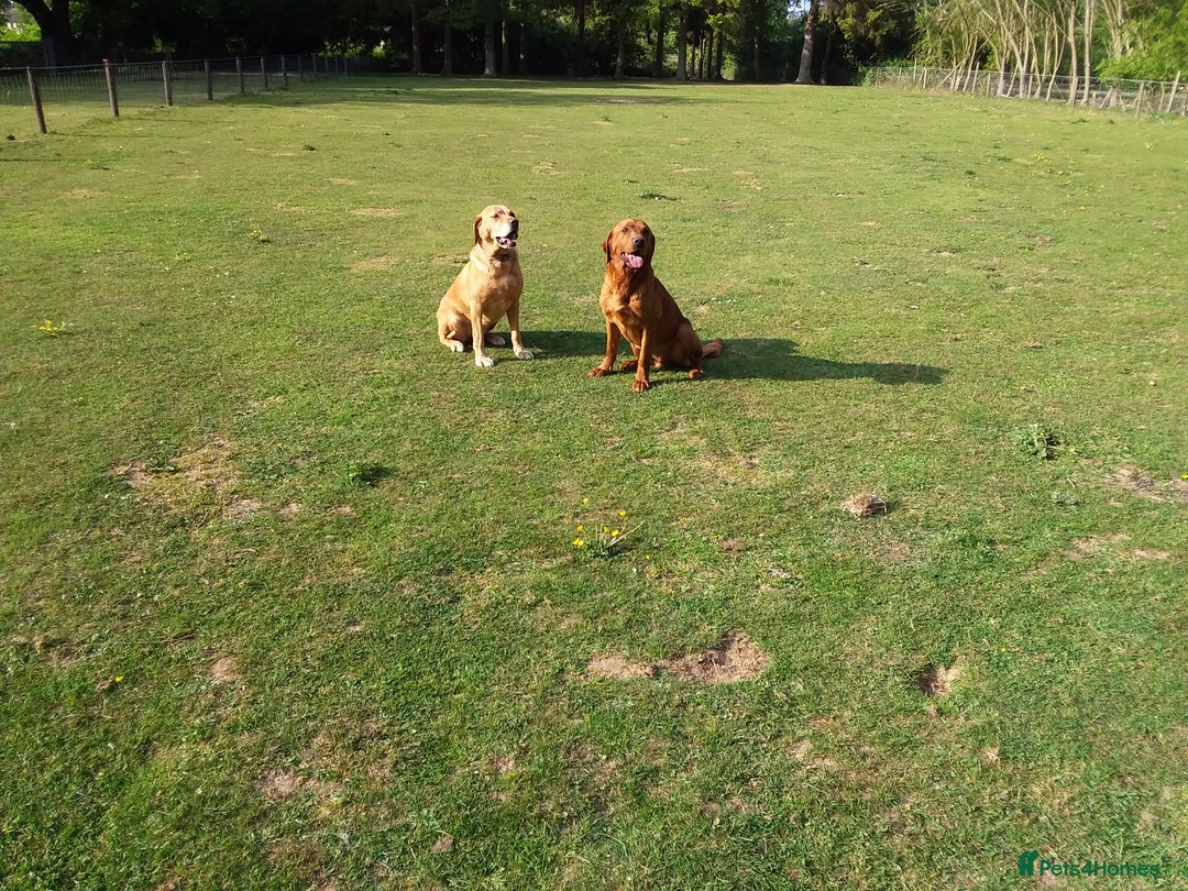 Labrador Retriever dogs for sale: Sweet labrador puppies - Image 8