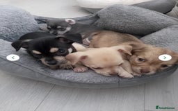 Chihuahua dogs for stud: Reggie the chocolate chi for stud in Ipswich - Image 18