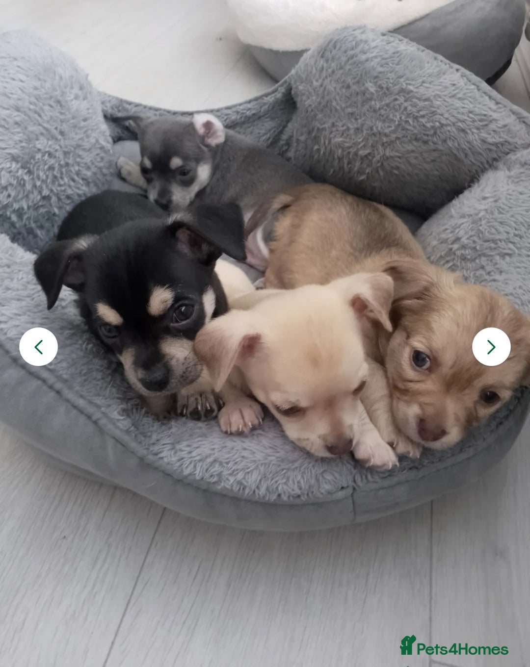 Chihuahua dogs for stud: Reggie the chocolate chi for stud in Ipswich - Image 18