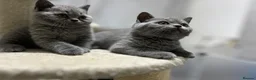 British Shorthair cats for sale: Three sweet blue Britishshorthair kittens girls  - Advert 23