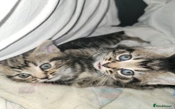 Mixed Breed cats for sale: Beautiful kittens for sale - Advert 19