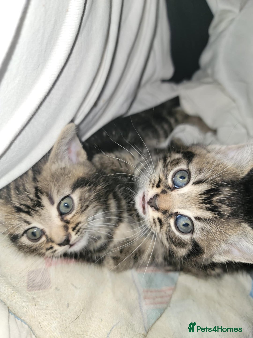 Mixed Breed cats for sale: Beautiful kittens for sale - Advert 19