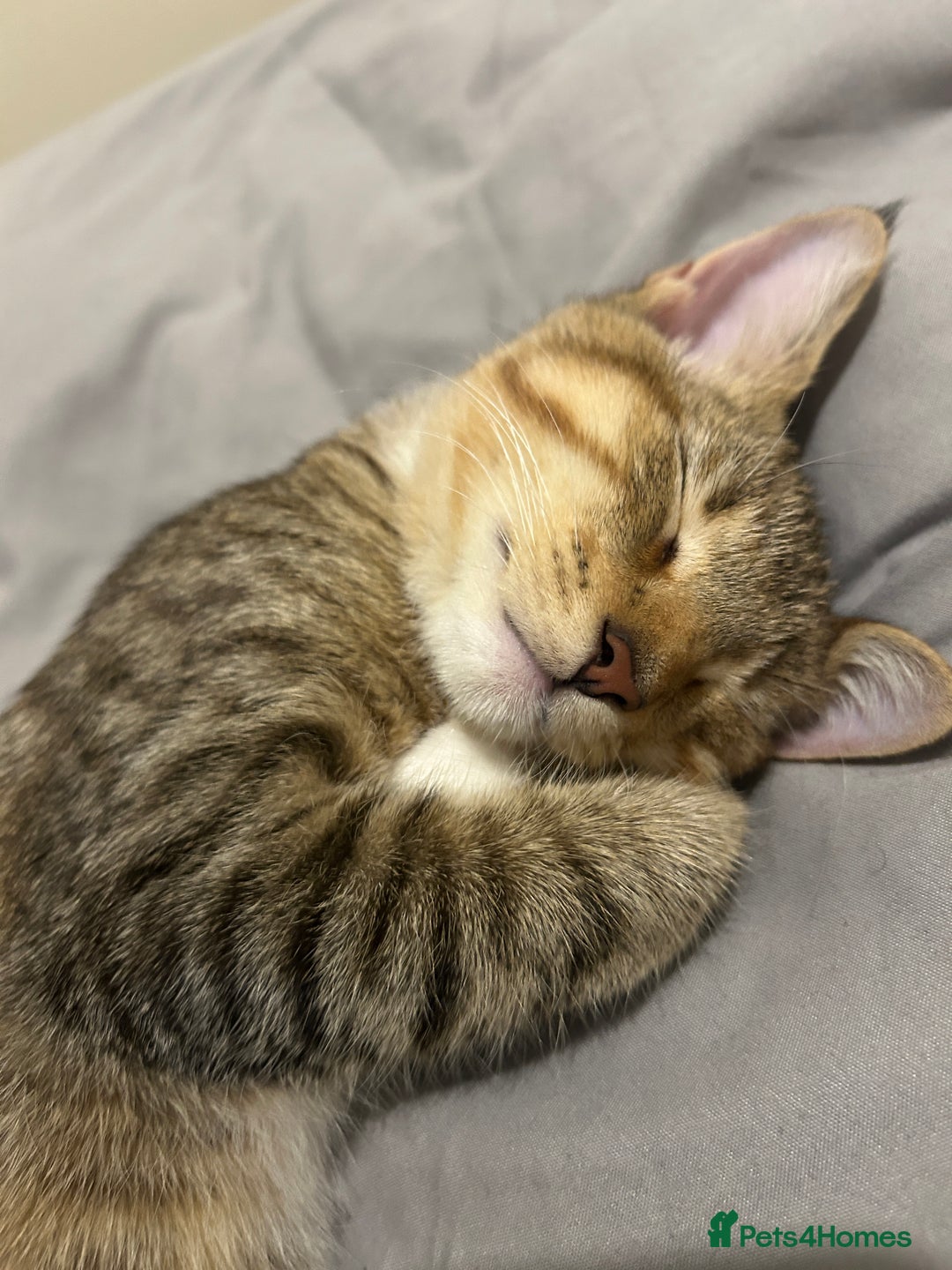 Mixed Breed cats for sale: Rocko 8 Months Savannah - British Shorthair - Advert 2