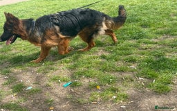 German Shepherd dogs for sale: Long hair female  - Image 1