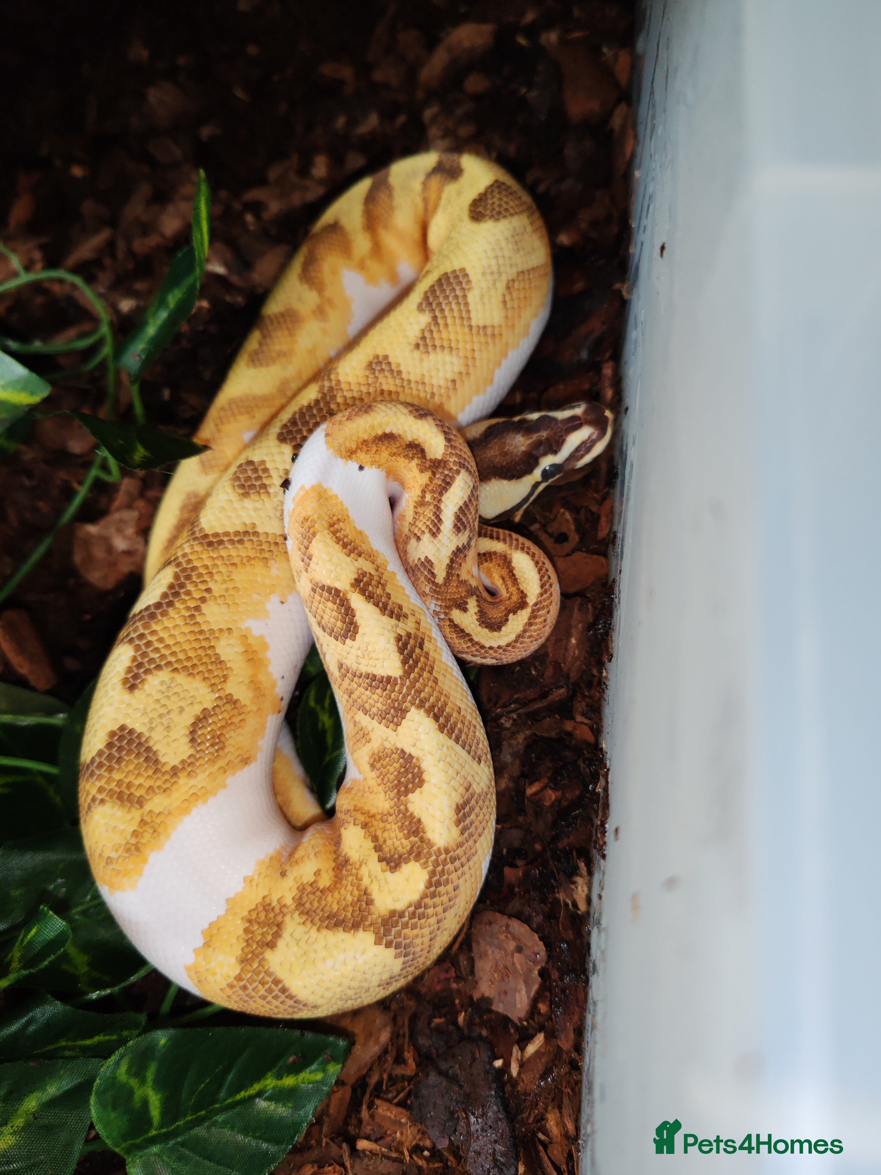 Snake reptiles 7 ball pythons inc rack - Advert 5