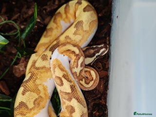 Snake reptiles for sale - Advert 1