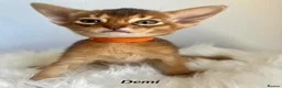 Abyssinian cats for sale: Adorable Abyssinian kittens - Advert 10