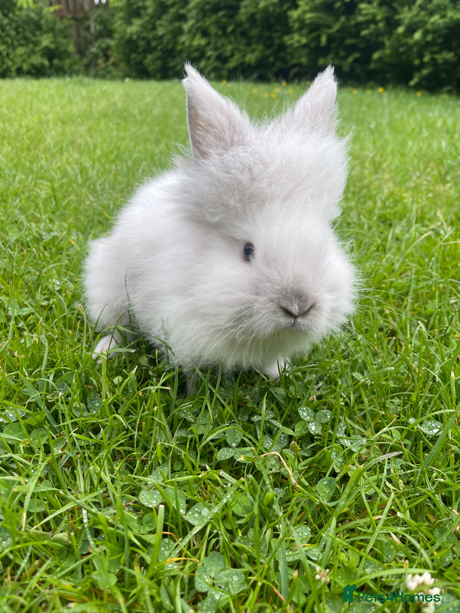 Lionhead rabbits Adorable Lionhead Bunnies - Advert 2