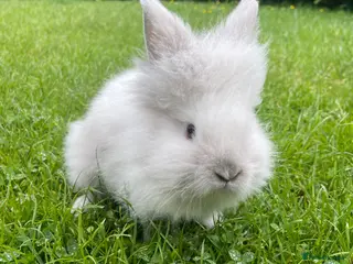 Lionhead rabbits Adorable Lionhead Bunnies - Advert 2