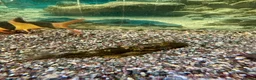 Loaches fish for sale: Closing tanks down in Billingham - Advert 4