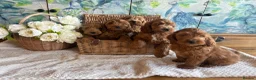 Cockapoo dogs for sale: Cockapoo F1 show type pups, PRIZEWINNING LINES  - Advert 1