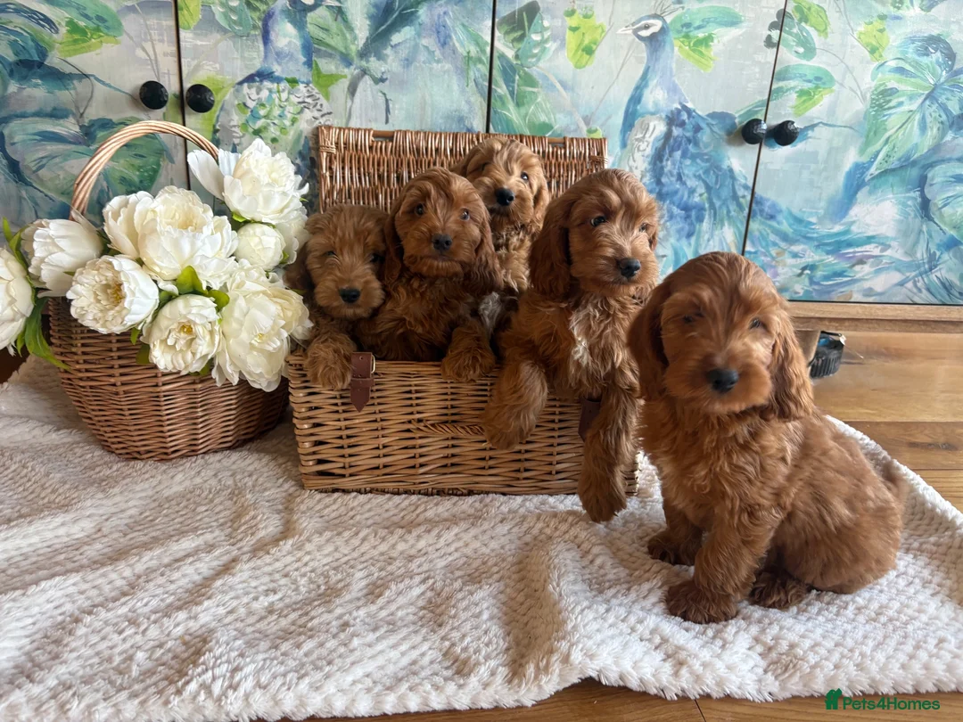Cockapoo dogs for sale: Cockapoo F1 show type pups, PRIZEWINNING LINES  - Advert 1