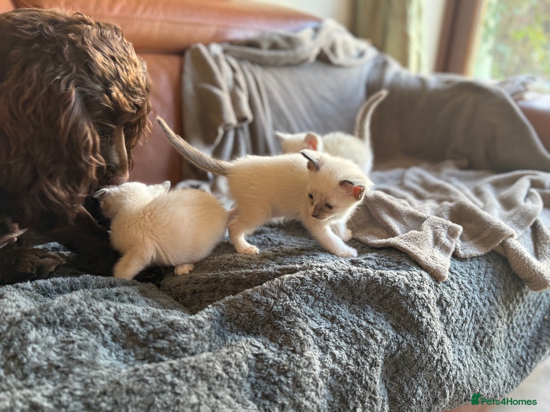 Ragdoll cats for sale: Ragdoll X Siamese - Image 3