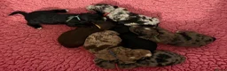 Cockapoo dogs for sale: 💖 Exceptional F1 Cockapoo Puppies 💖  - Advert 5