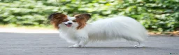 Papillon dogs for stud: ♥STUD♥ Papillon in Kettering - Advert 8