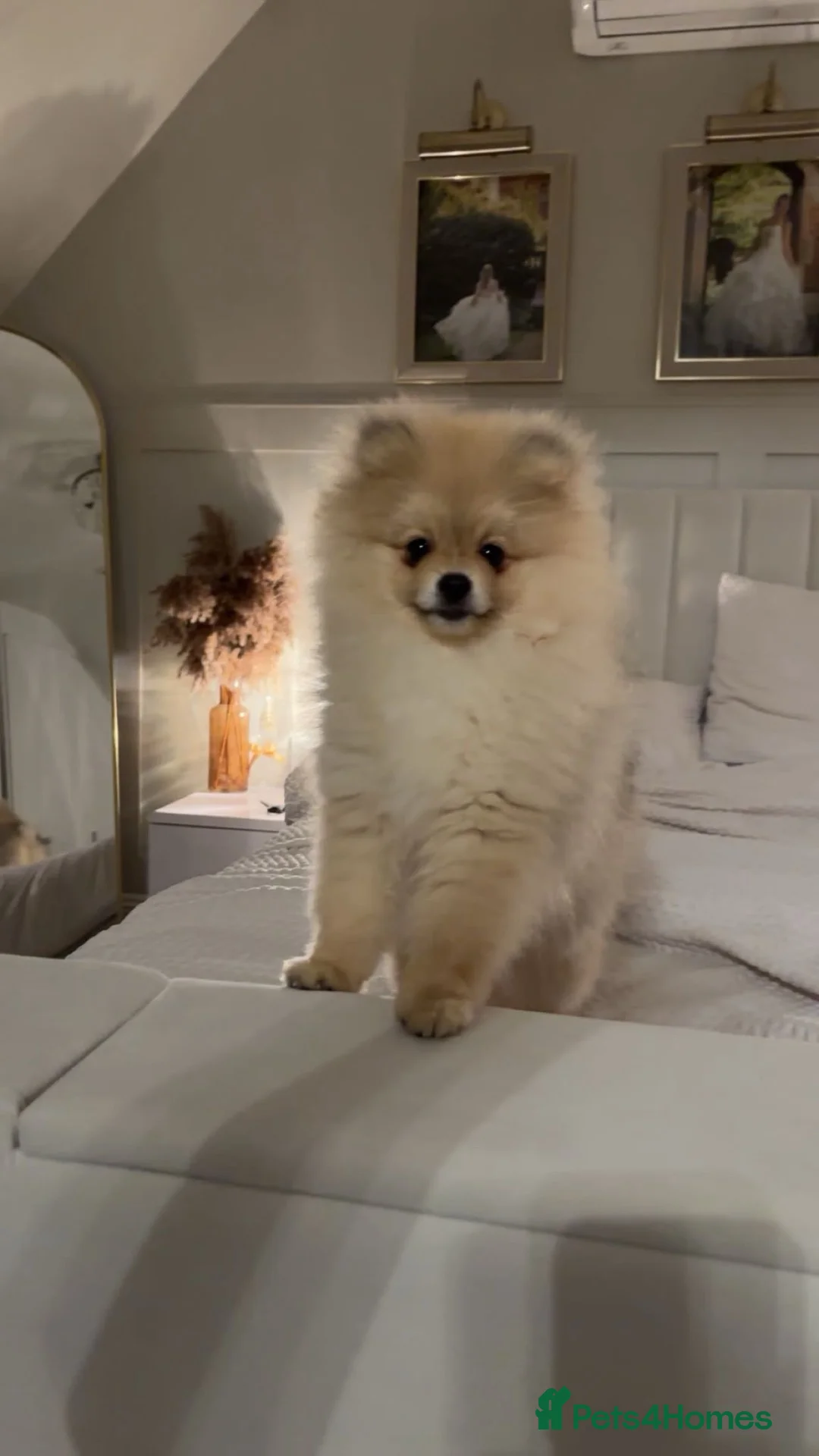 Pomeranian dogs for sale: Beautiful Pomeranian boy looking for a loving home in Newmarket - Advert 2