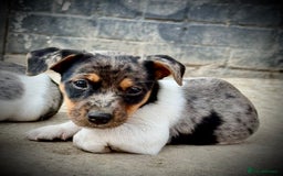 Jack Russell dogs for sale: Outstanding jack russels  - Image 3