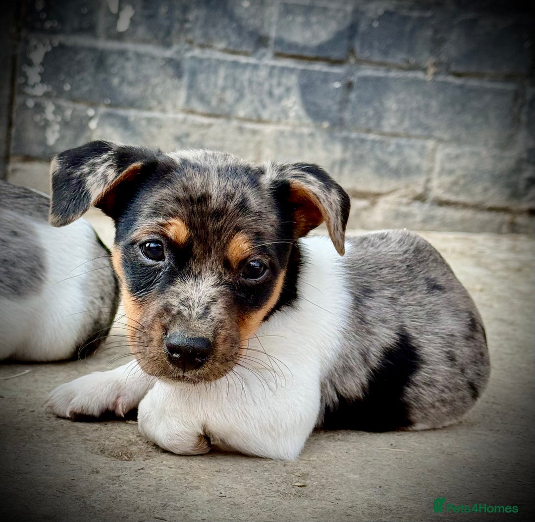 Jack Russell dogs for sale: Outstanding jack russels  - Image 3