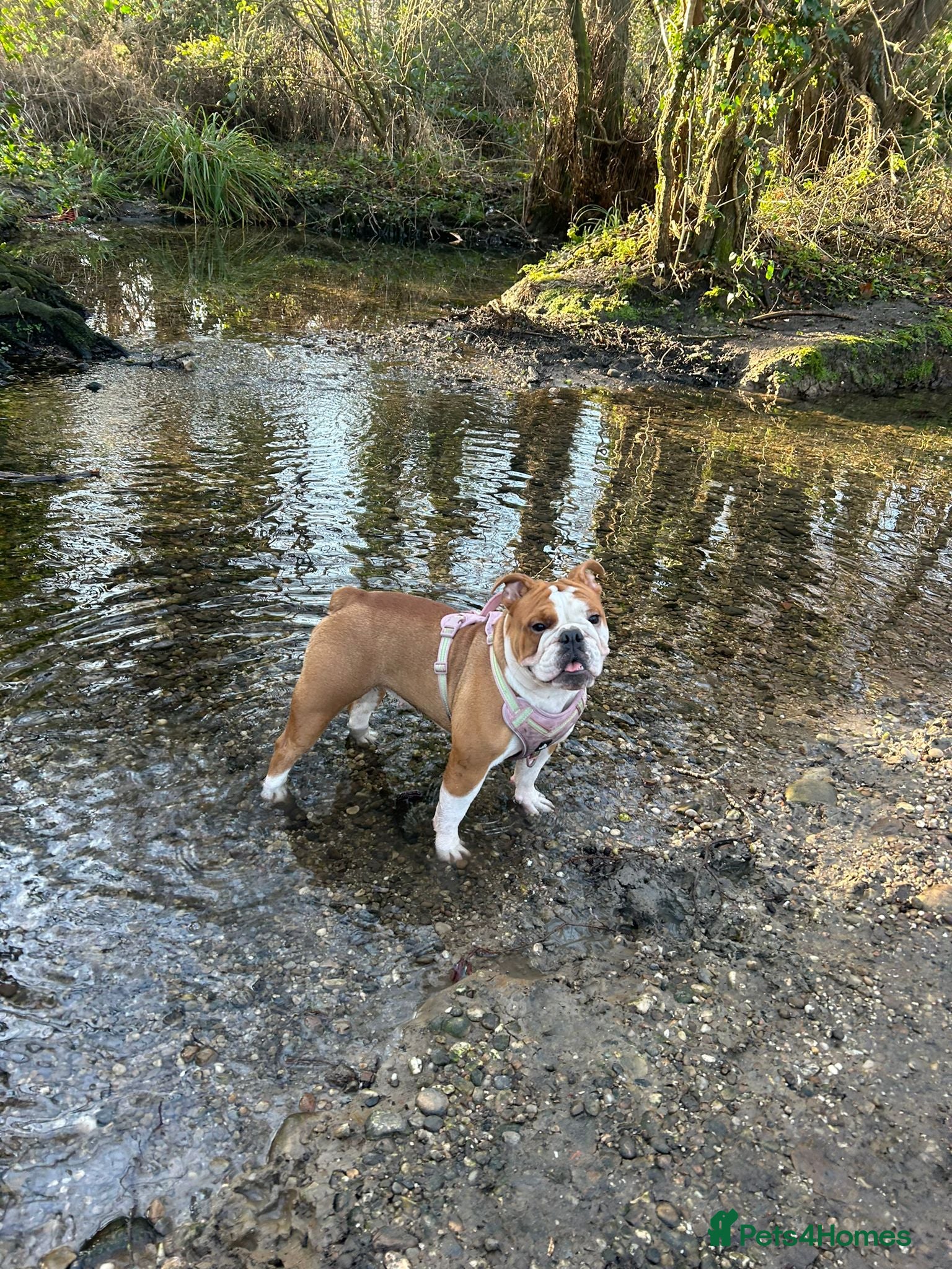 English Bulldog dogs English bulldog 1 year old for sale - Advert 3